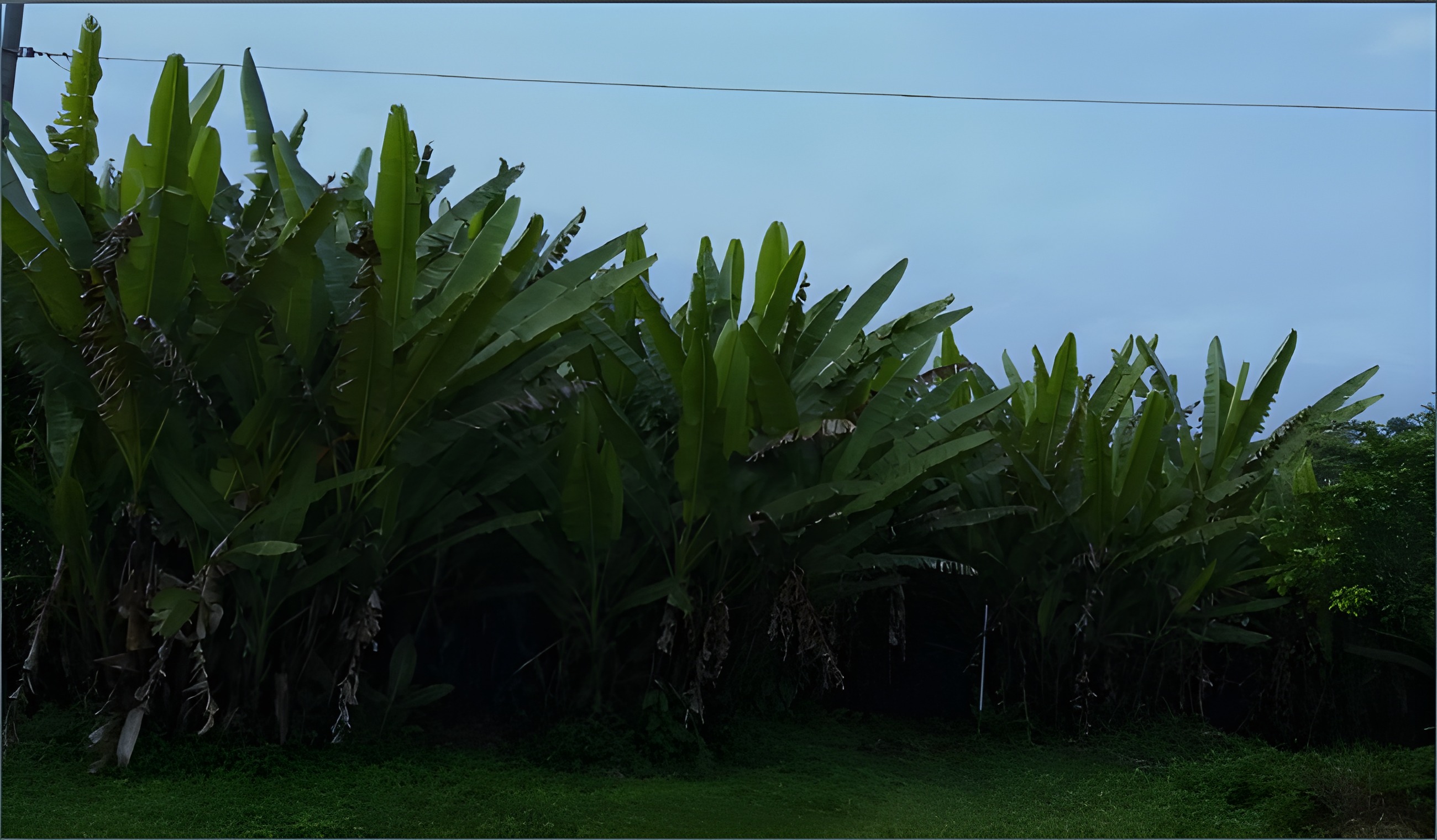 Finca agrícola en Quinindé - Esmeraldas