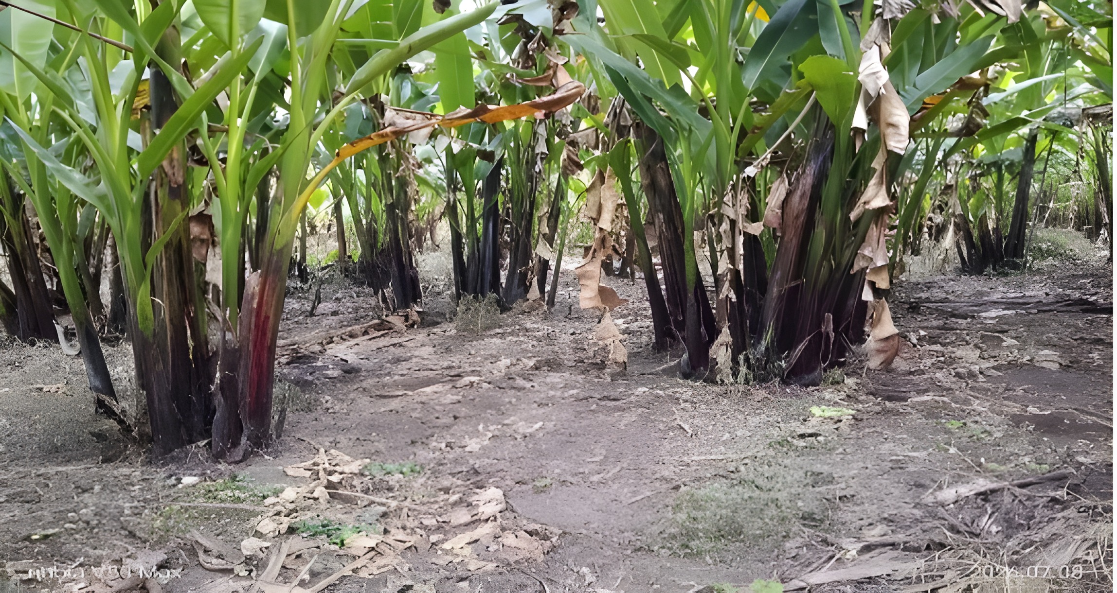 Finca agrícola en Quinindé - Esmeraldas