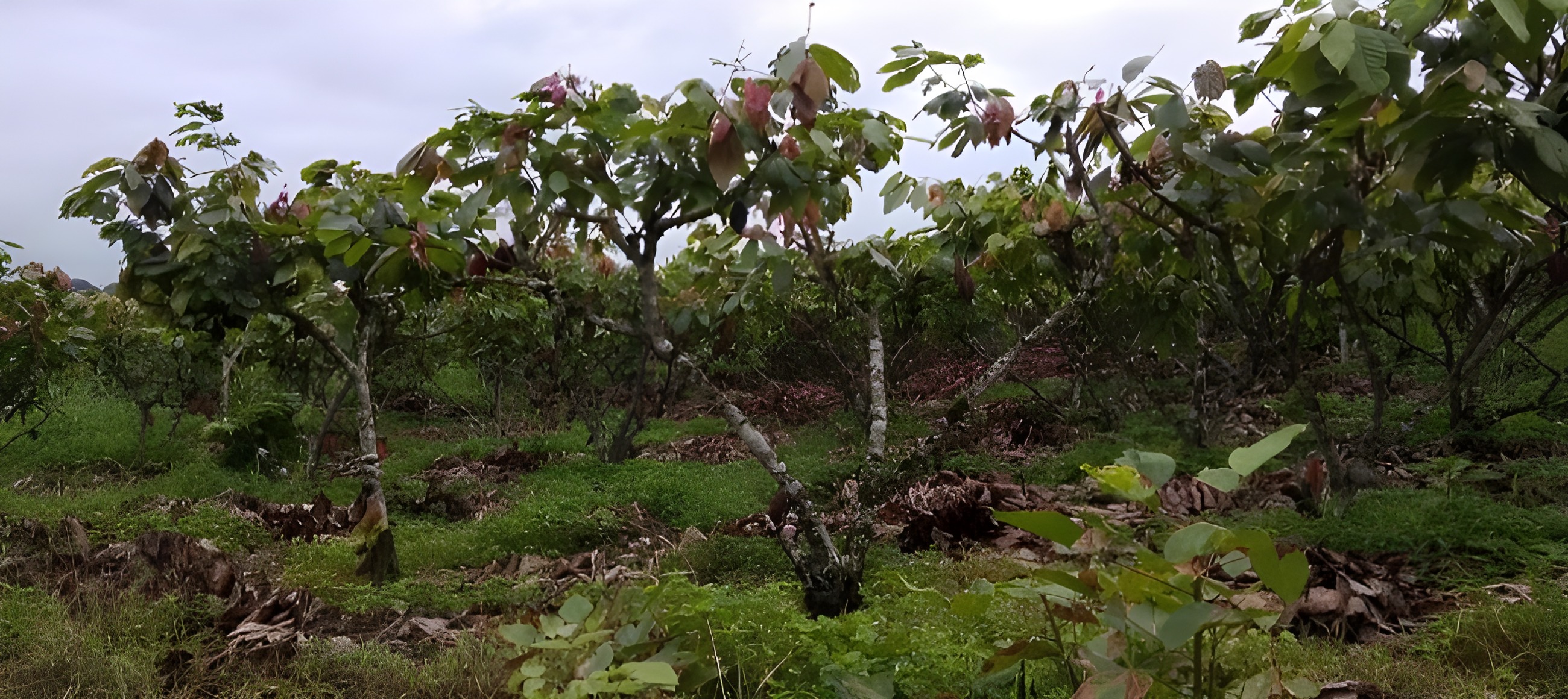 Finca agrícola en Quinindé - Esmeraldas