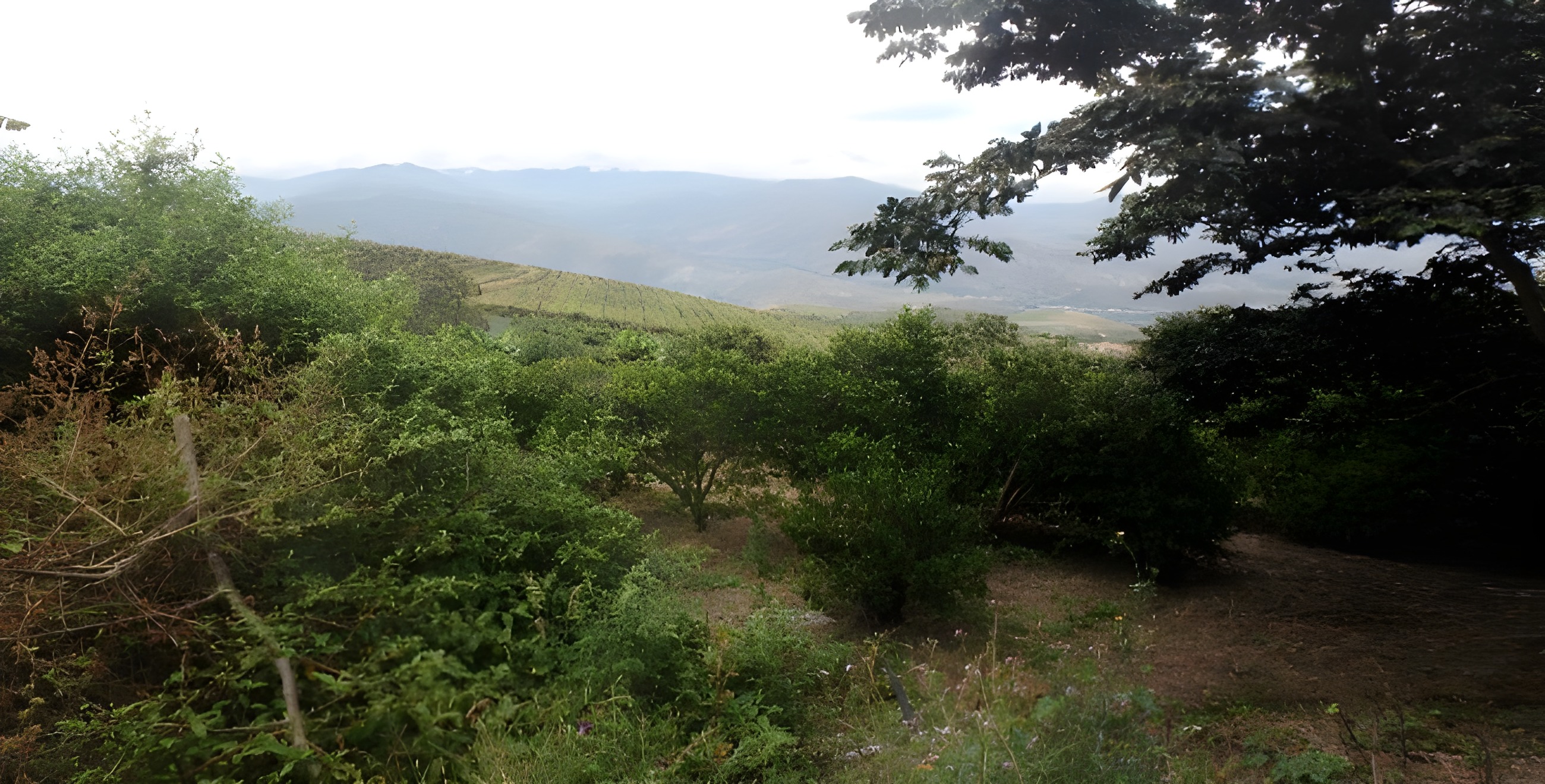 Finca agrícola en El Tambo - Carchi