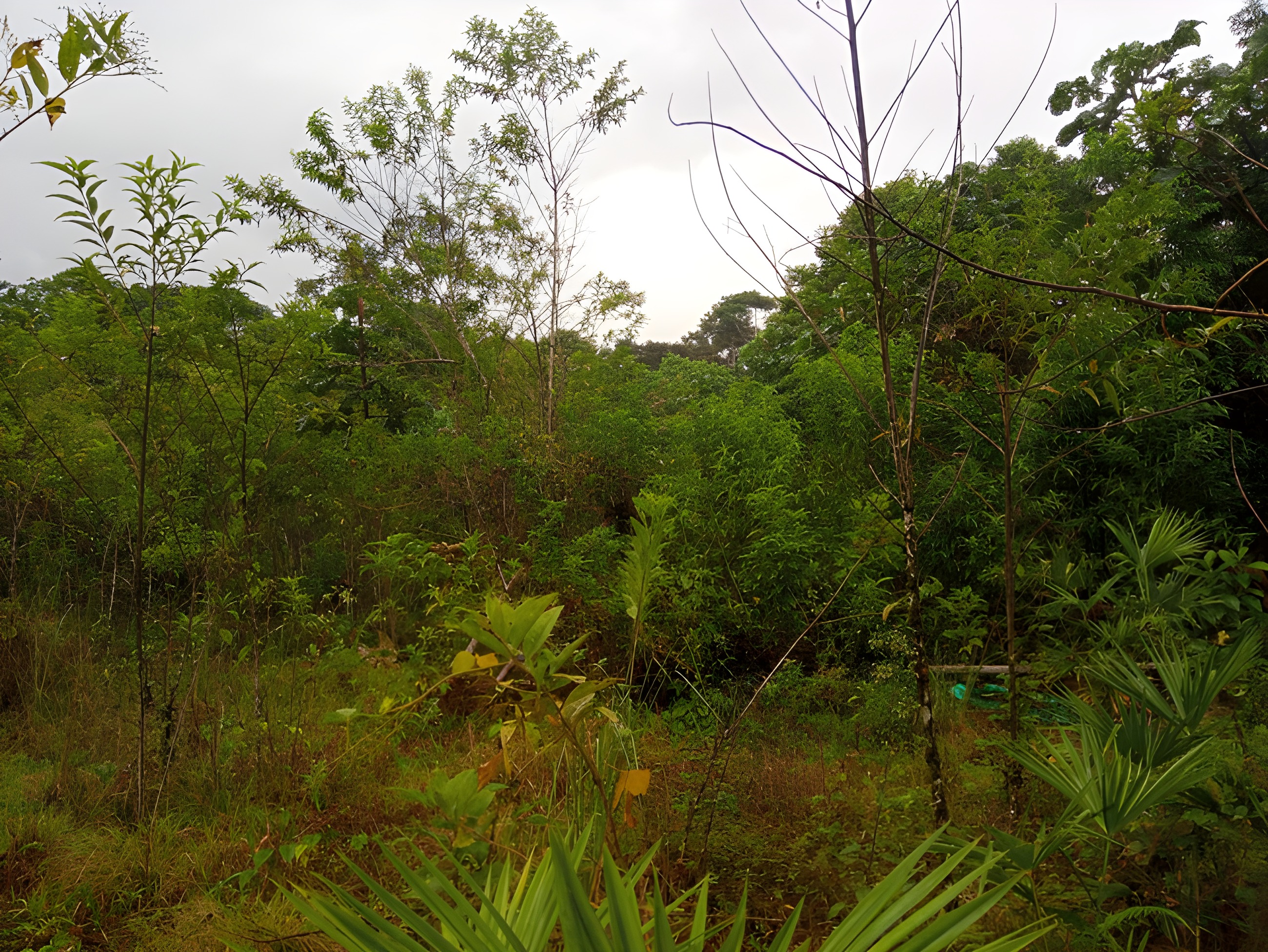 Terreno rural en Ongota - Tena, Napo