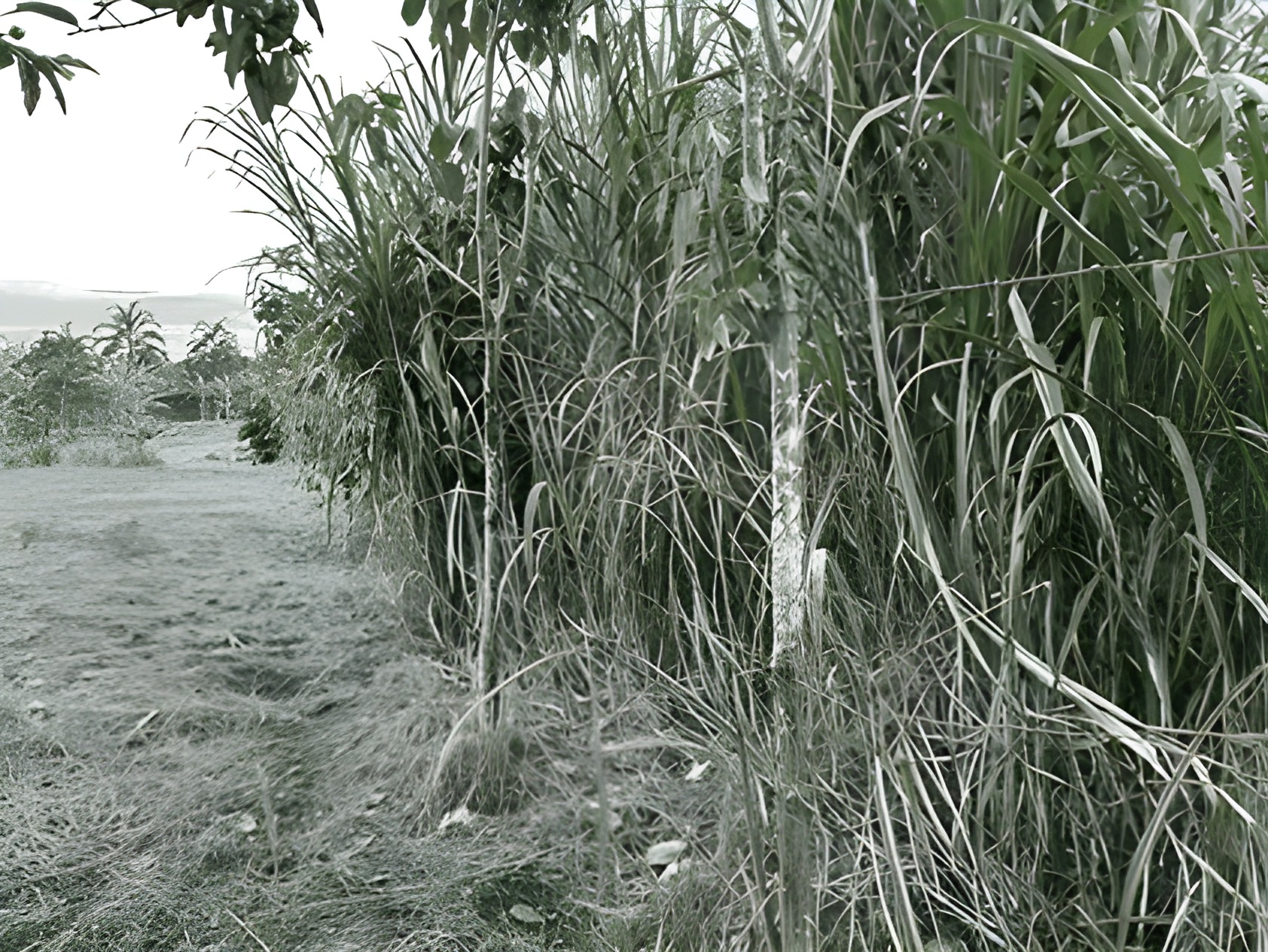 Terreno urbano en Archidona - Napo