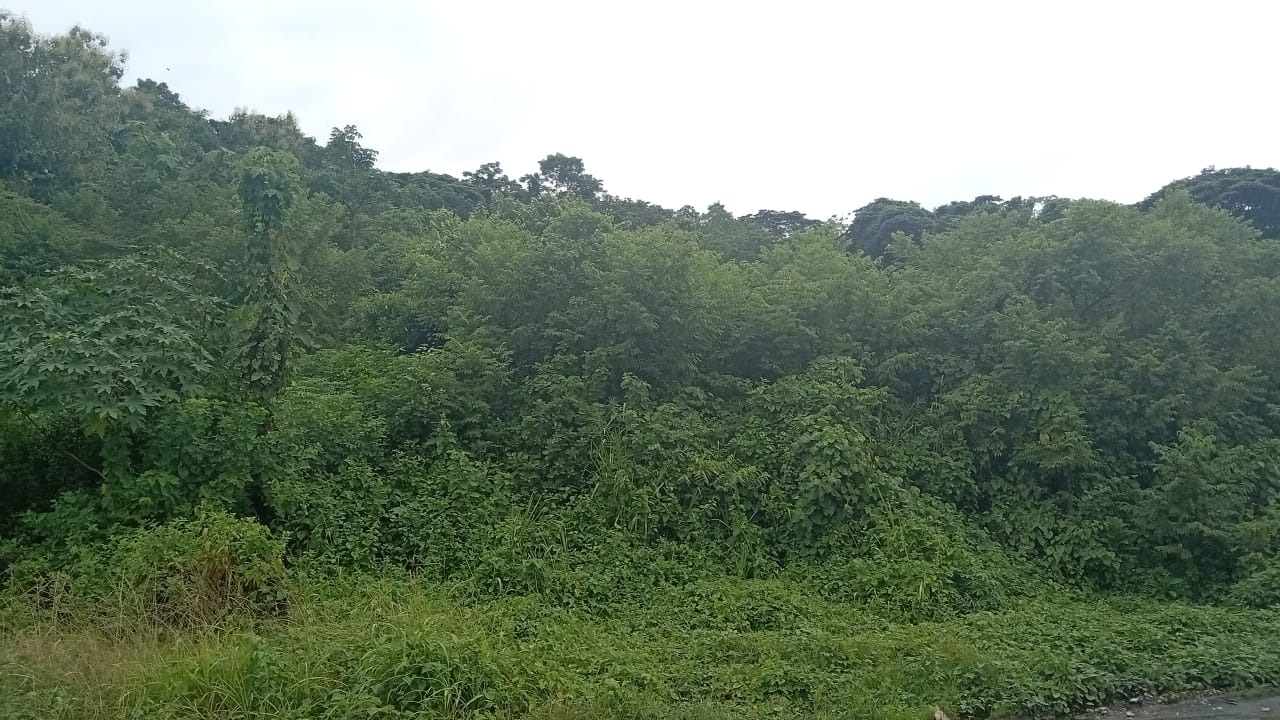 Terreno 7.4 ha – Esmeraldas