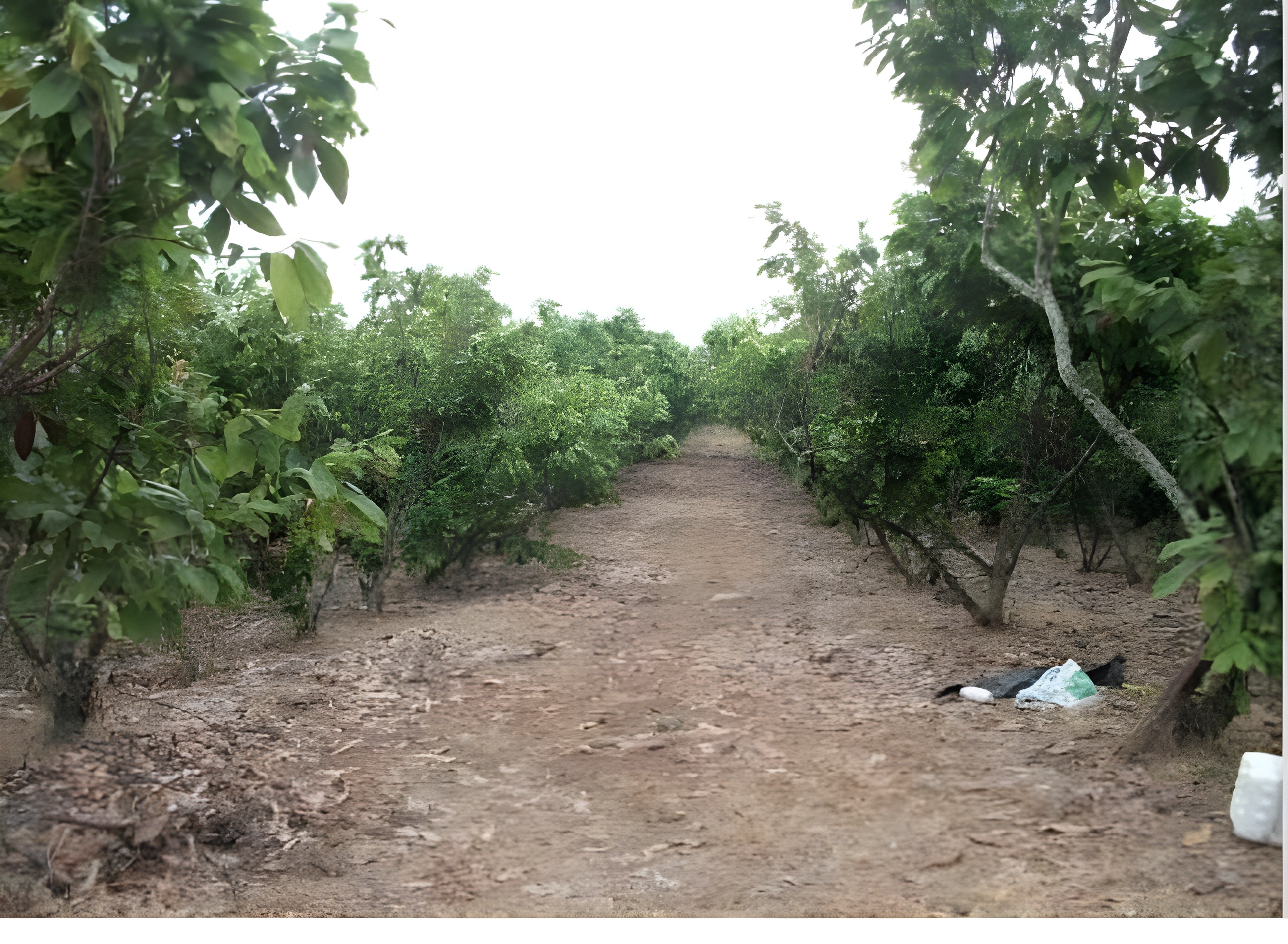 Hacienda cacaotera en Palenque - Los Ríos