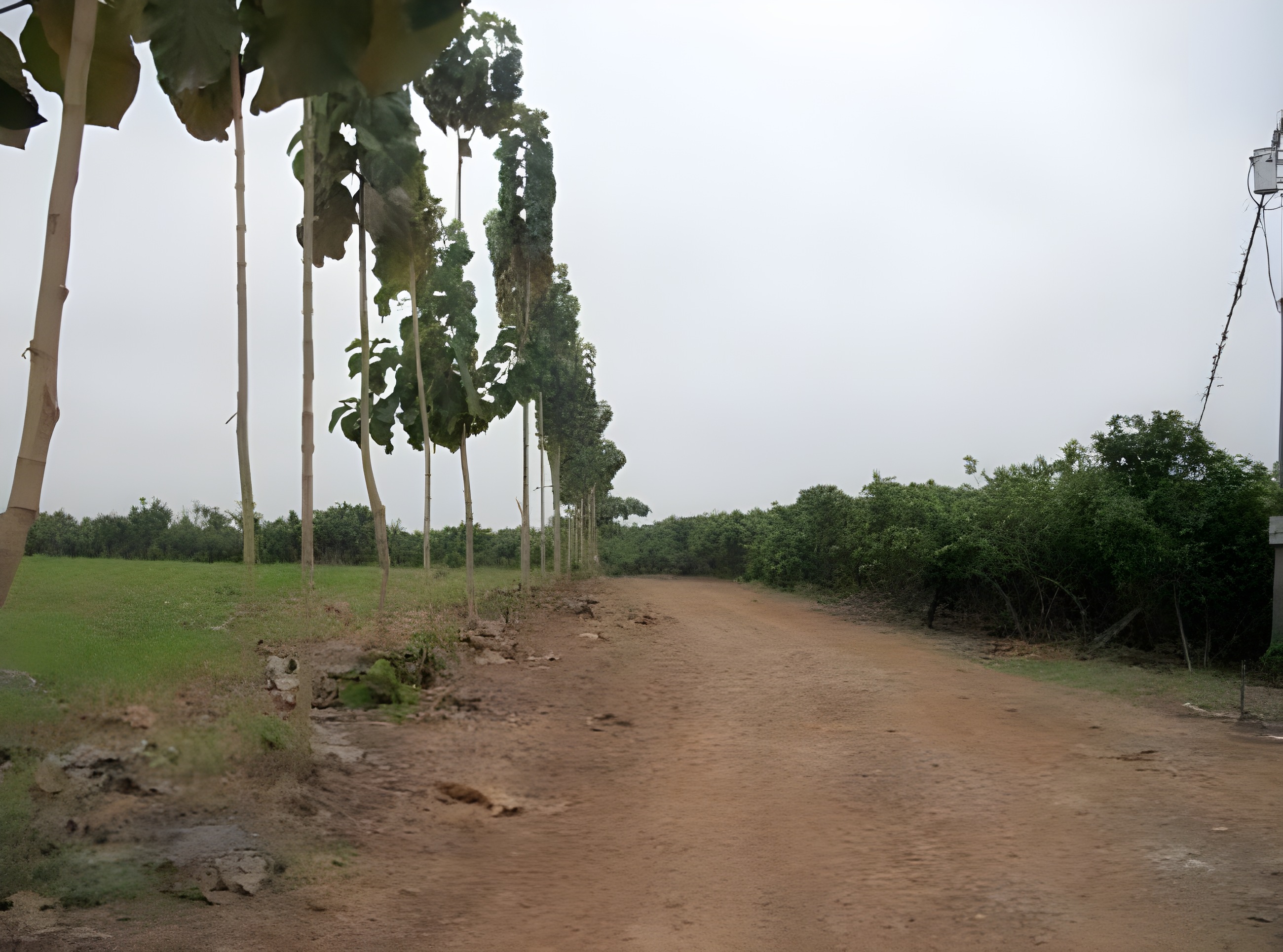 Hacienda cacaotera en Palenque - Los Ríos