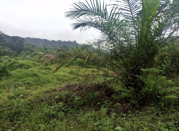 Finca agropecuaria en San Lorenzo - Esmeraldas