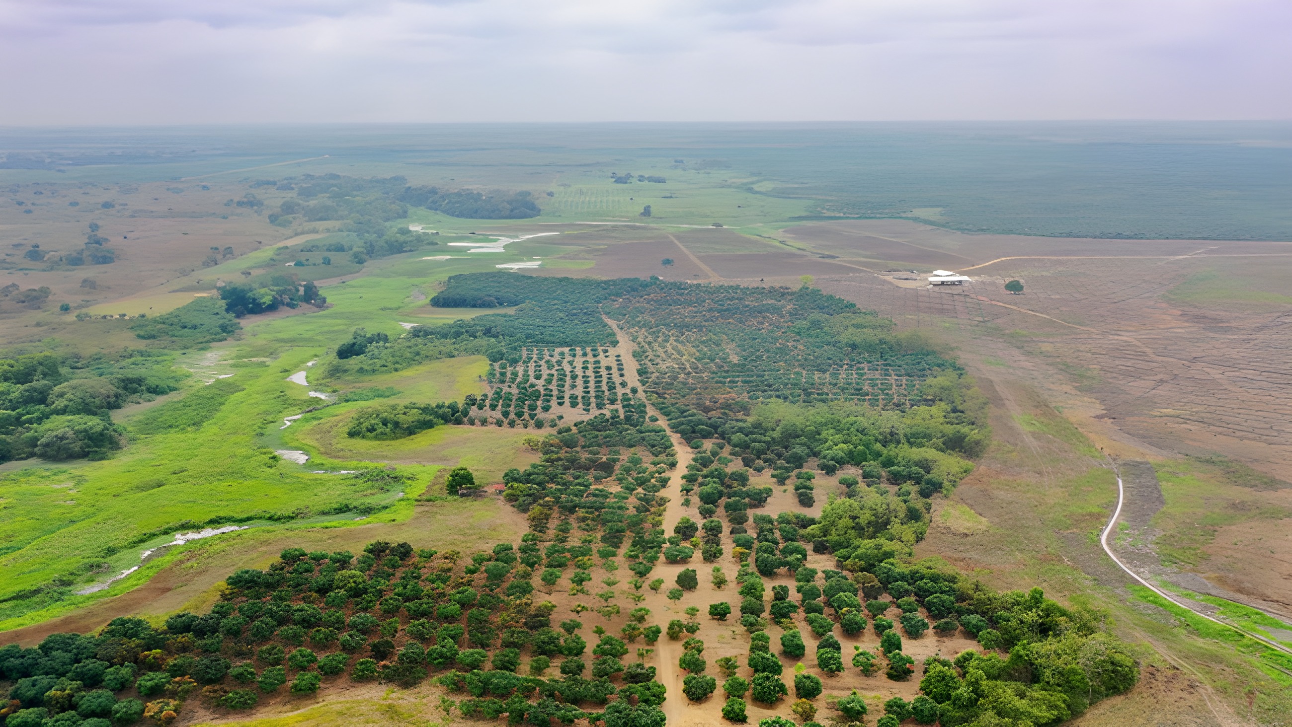 Terreno agrícola con mango - Baba, Los Ríos