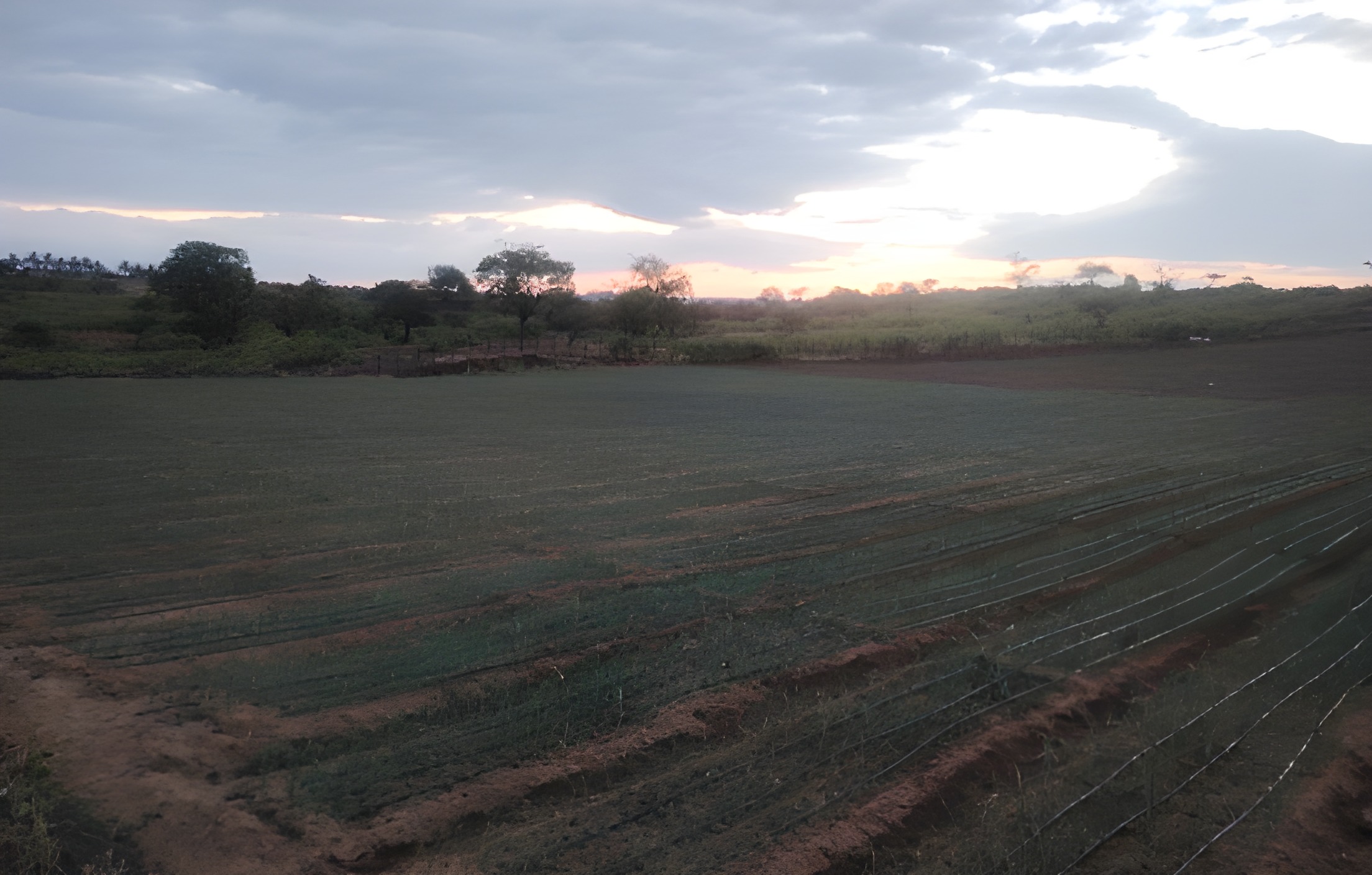 Terreno agrícola en Zapotillo - Loja