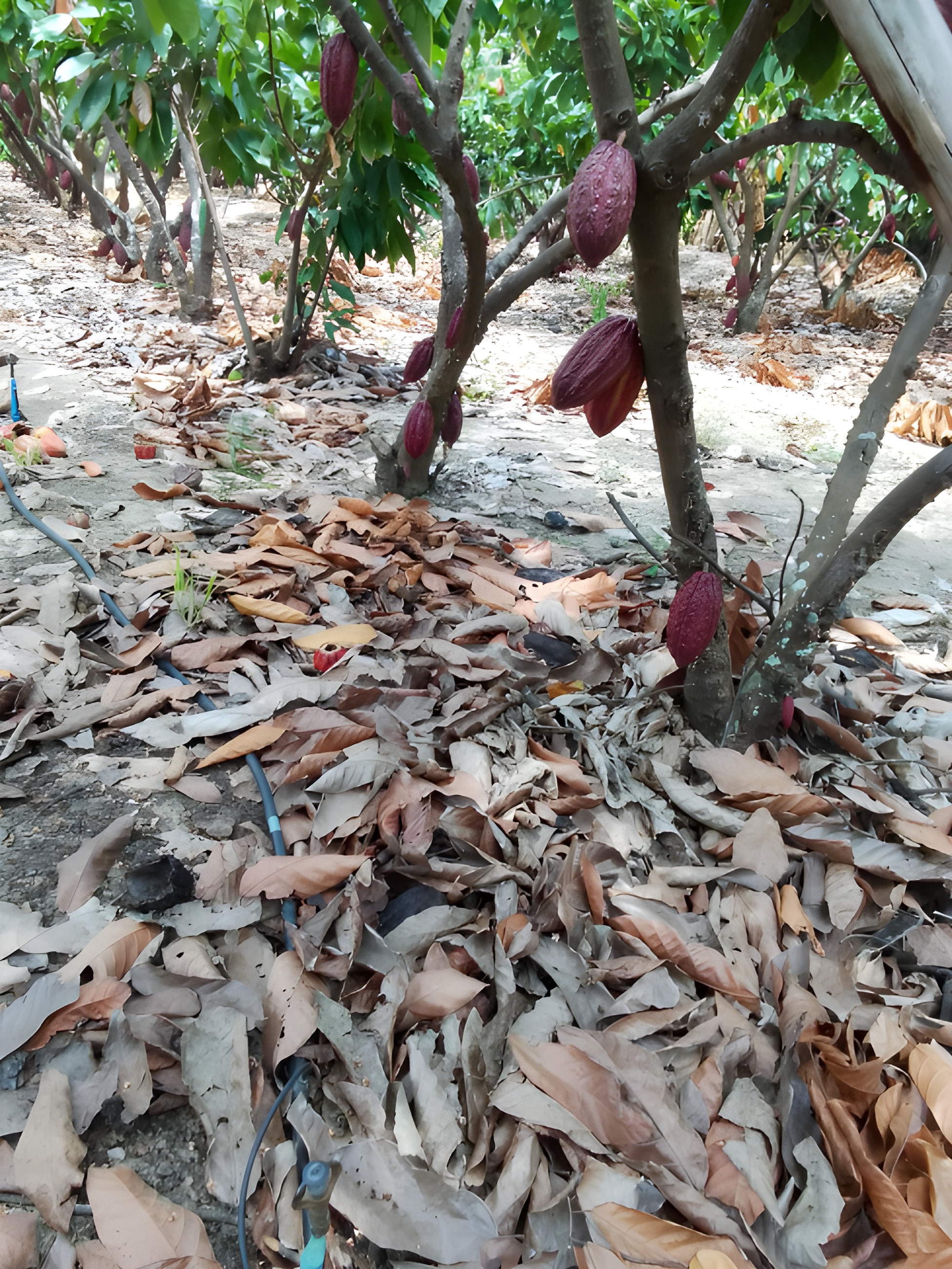 Hacienda con cultivos - Chongón, Guayas