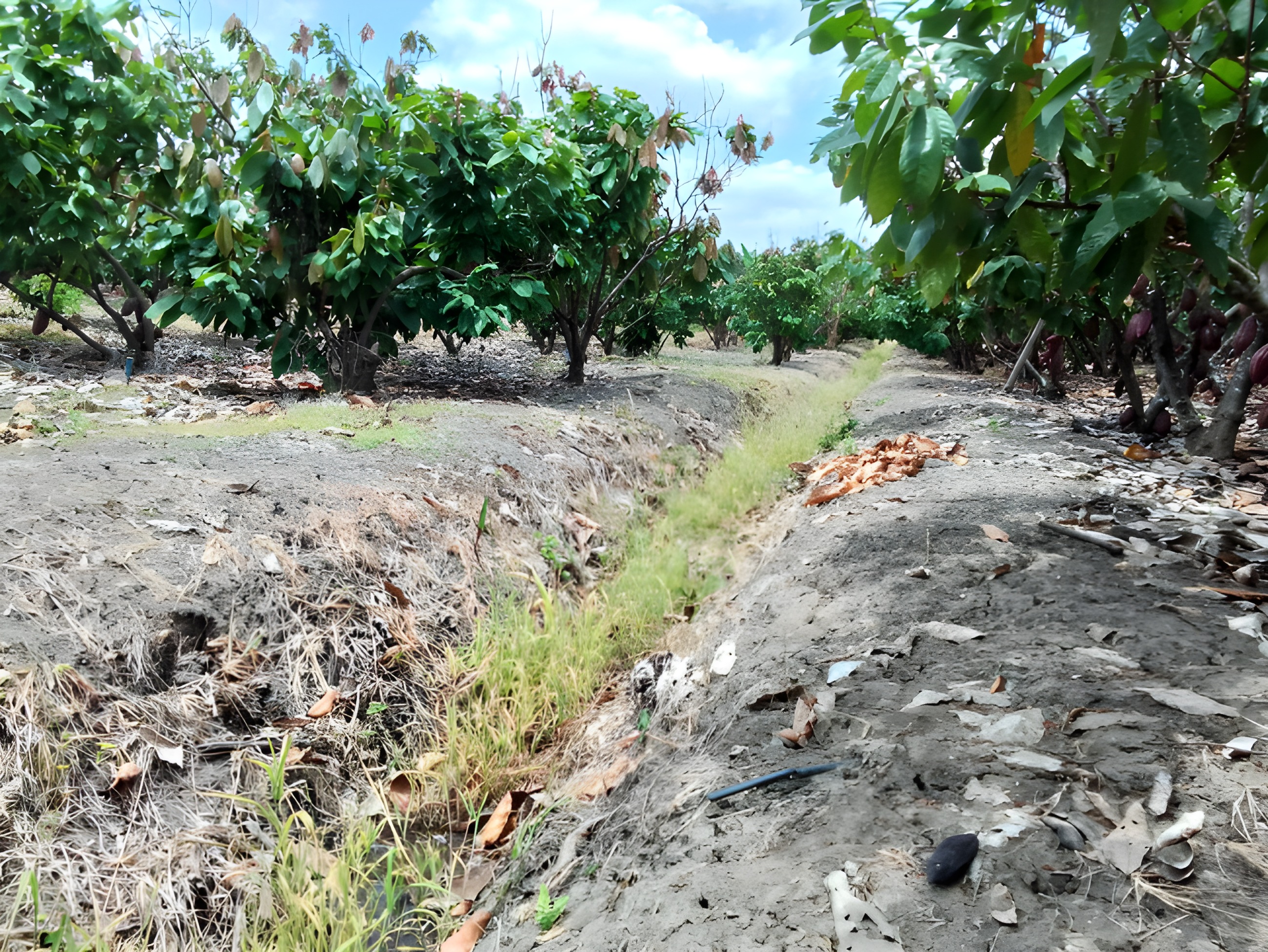 Hacienda con cultivos - Chongón, Guayas