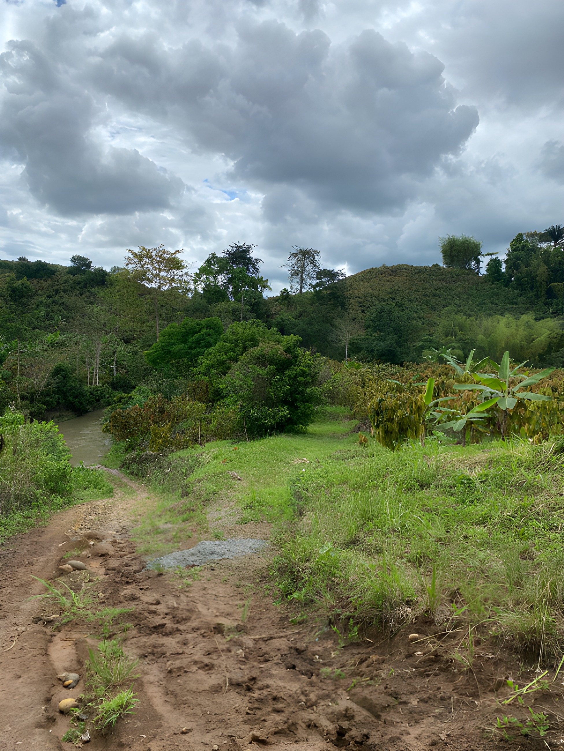 Terreno agrícola con cacao - Quinindé