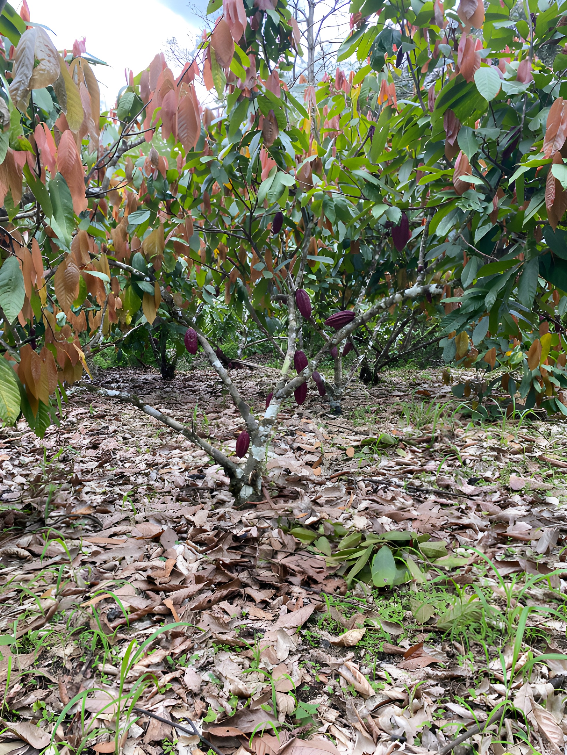 Terreno agrícola con cacao - Quinindé