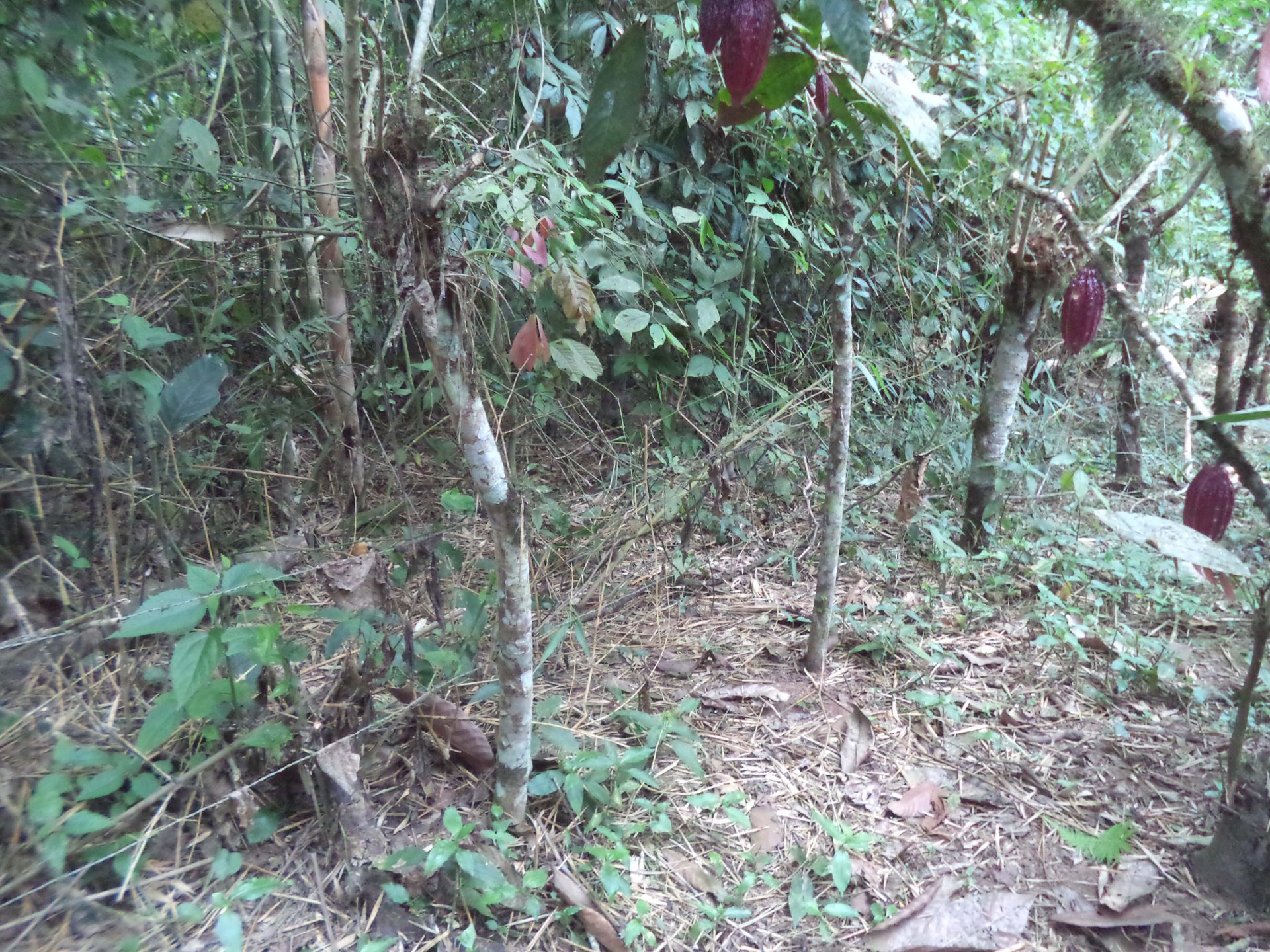 Terreno rural en Caluma - Bolívar
