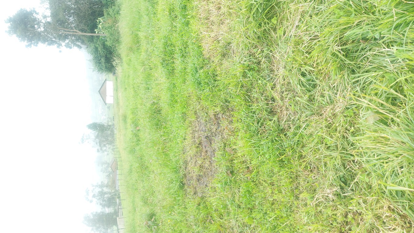Terrenos rurales en Píllaro - Tungurahua